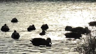 Japanese Porn Movies - Family Father Daughter Sex